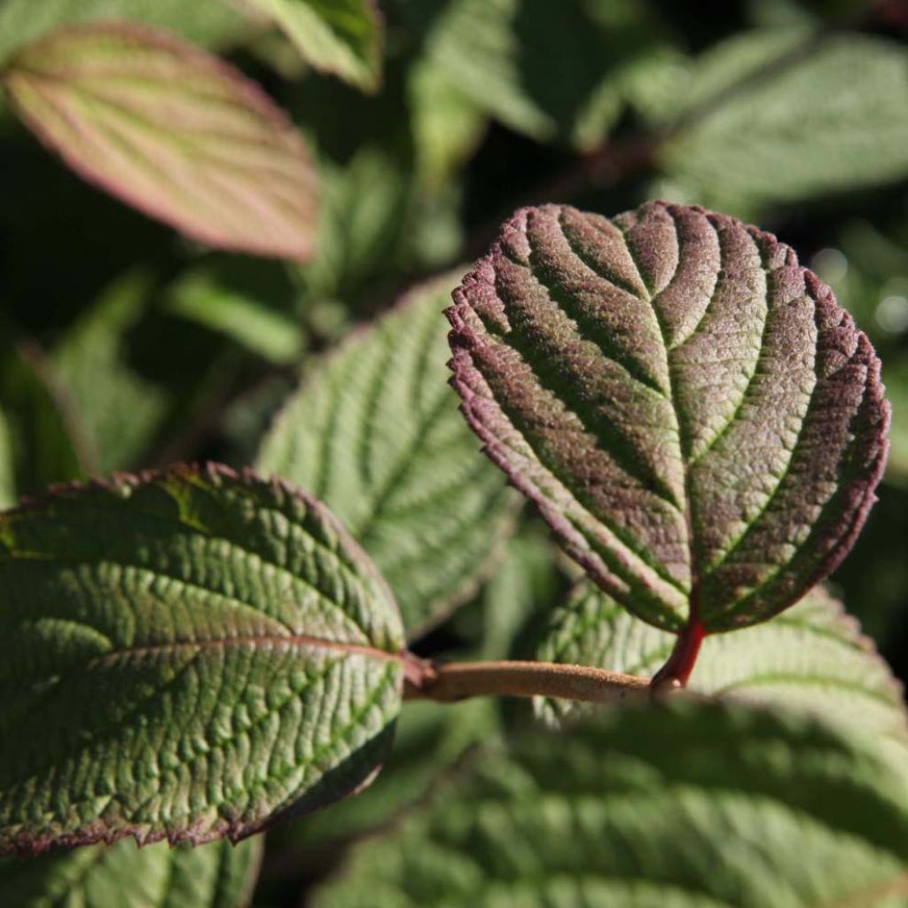 Viorne - Viburnum nudum Pink Beauty