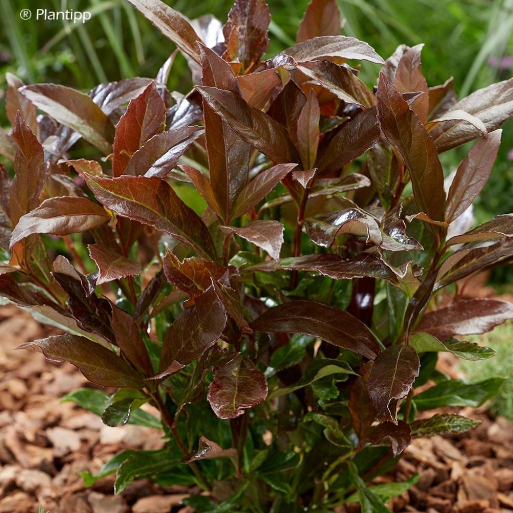 Viburnum odoratissimum Coppertop - Viorne parfumée