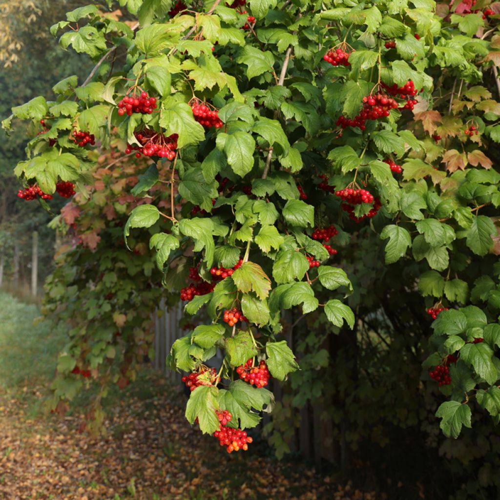 Viburnum opulus Tajożnyje Rubiny - Oppio