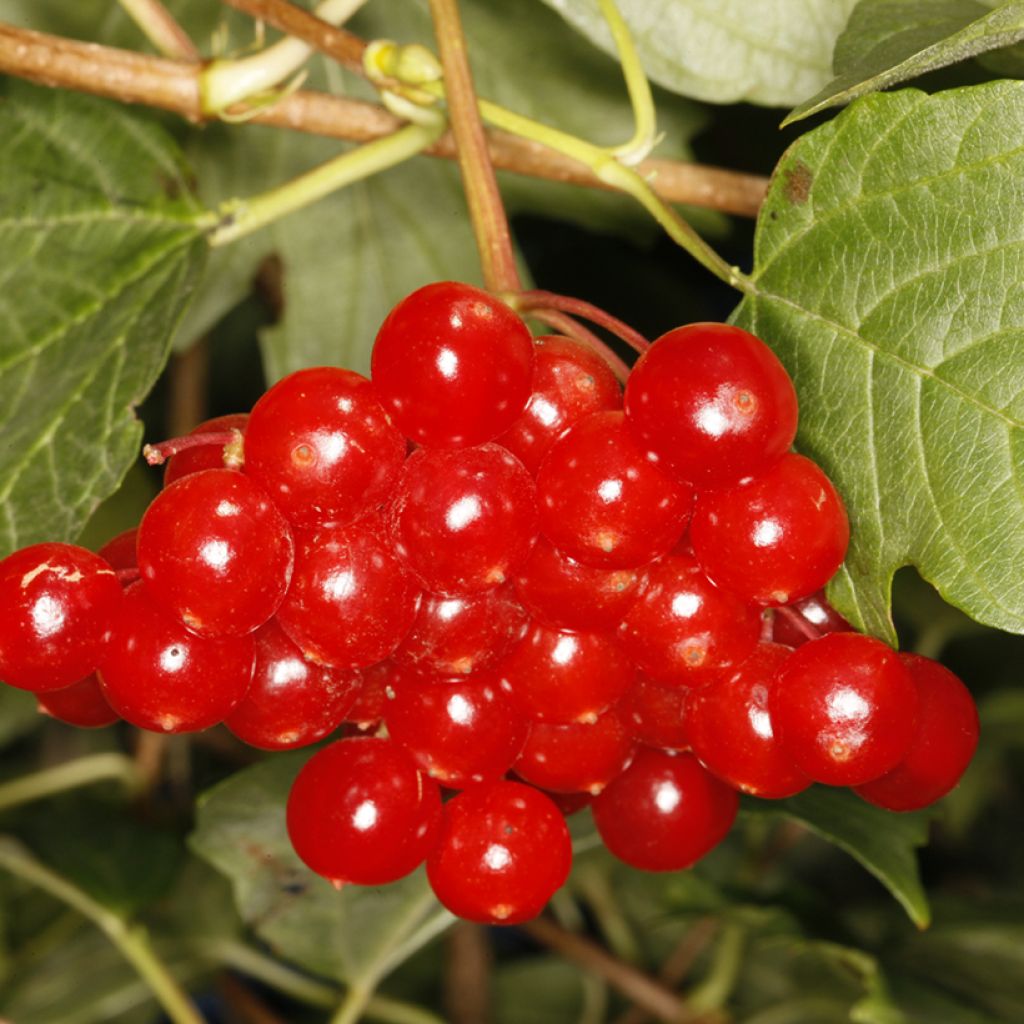 Viburnum opulus Tajożnyje Rubiny - Oppio