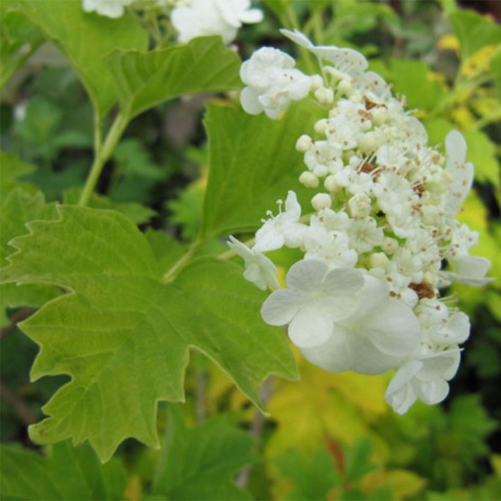 Viorne obier à fruits jaunes - Viburnum opulus Xanthocarpum