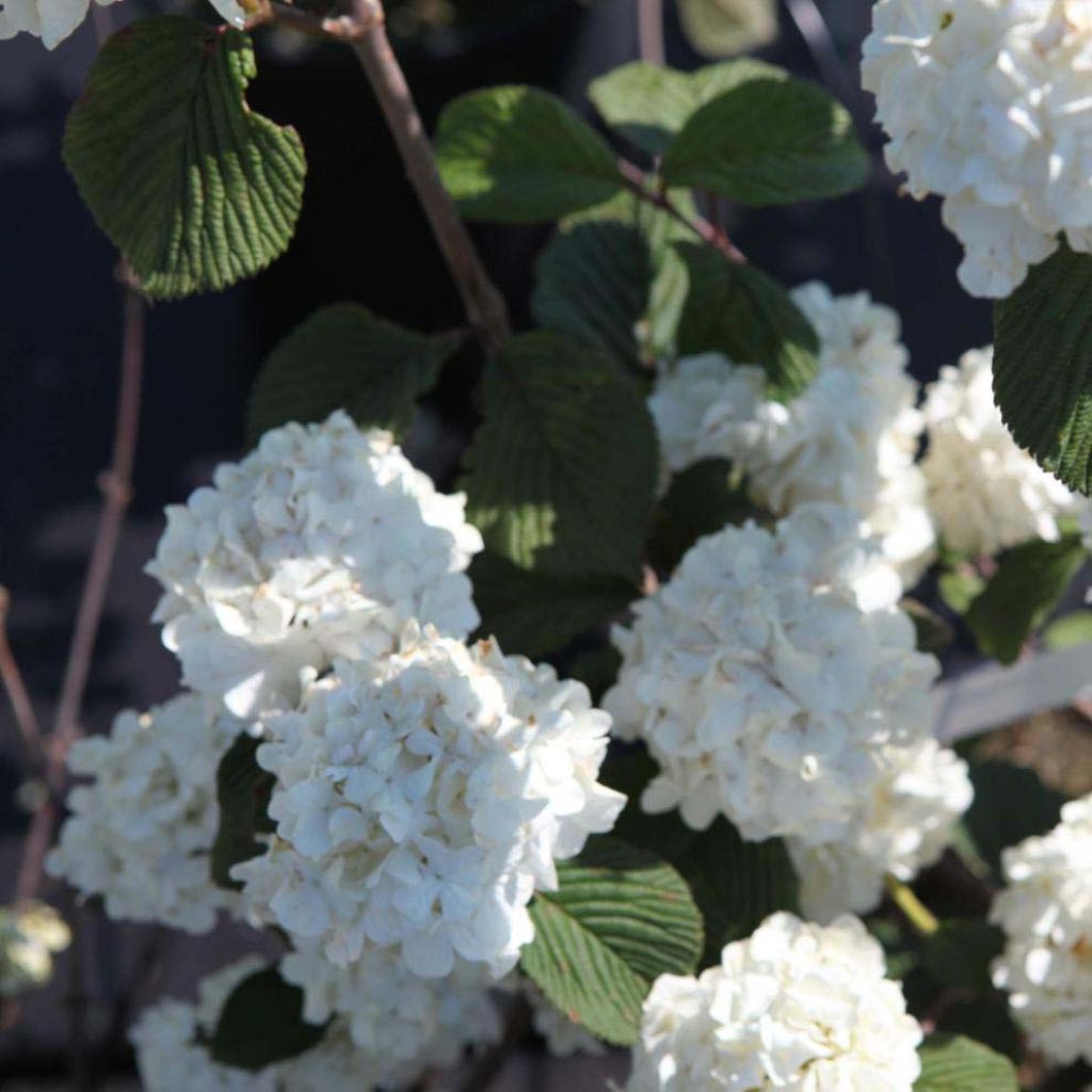 Viburnum plicatum Grandiflorum Noble