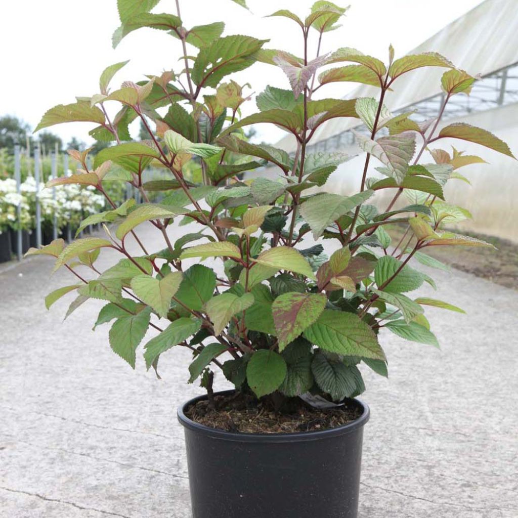 Viburnum plicatum Grandiflorum Noble