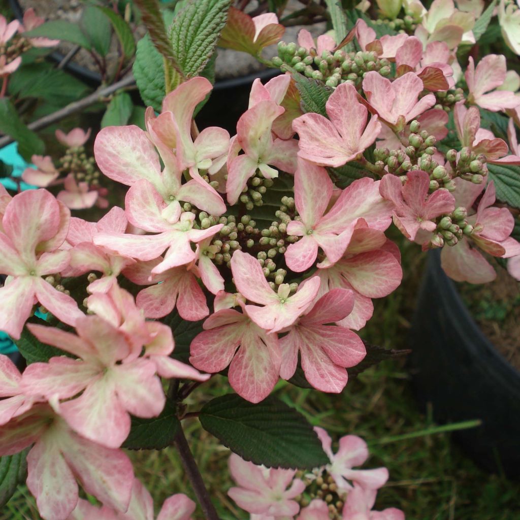 Viburnum plicatum Molly Schroeder - Viorne de Chine