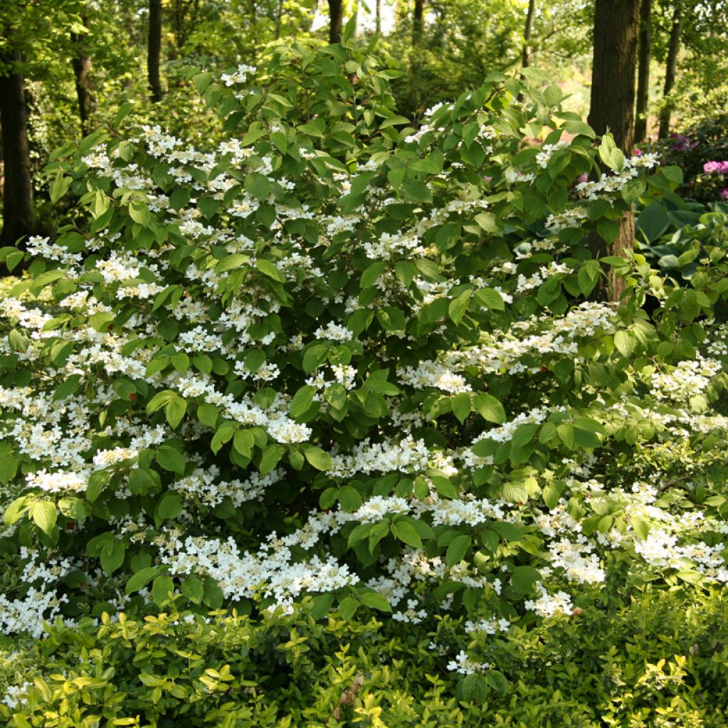 Viburnum plicatum St Keverne