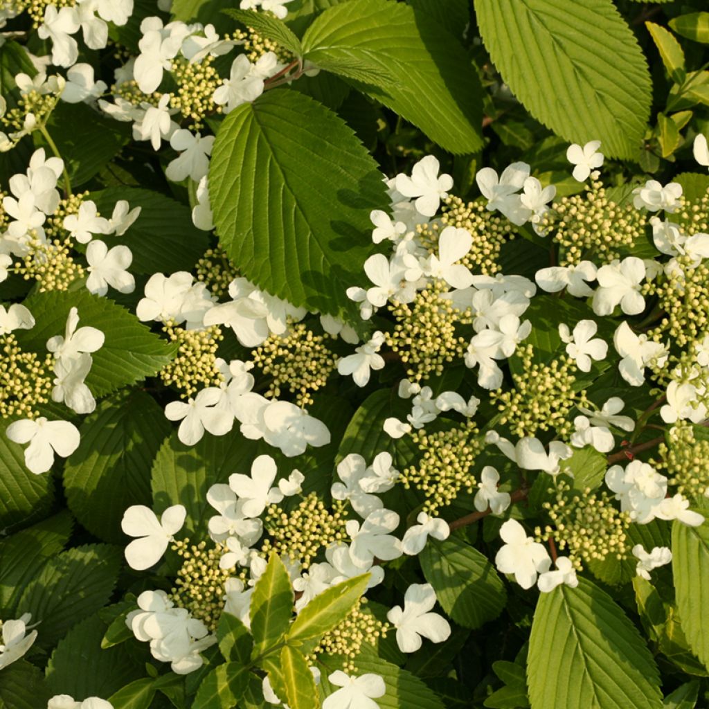 Viburnum plicatum St Keverne