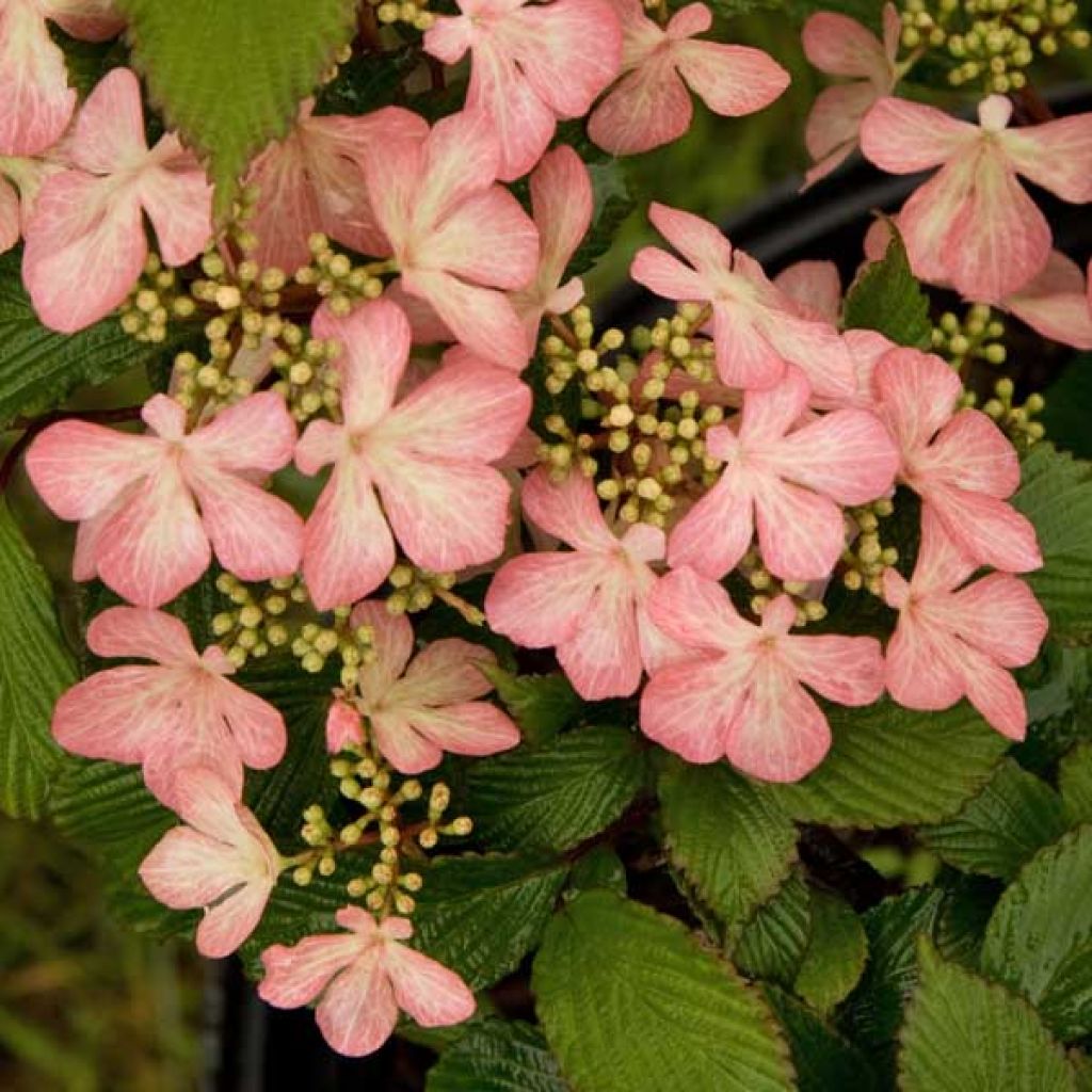 Viorne, Viburnum Plicatum Pink Beauty