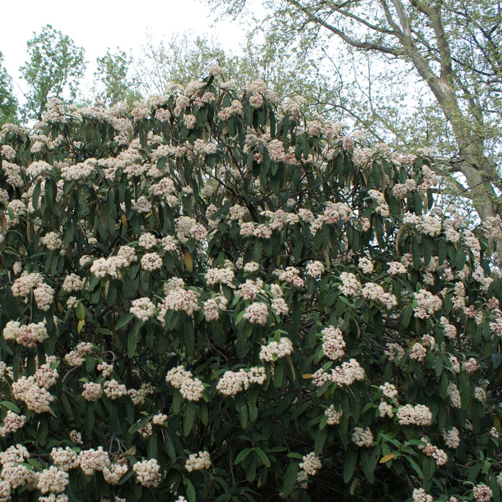 Viburnum rhytidophyllum - Viorne à feuilles ridées.