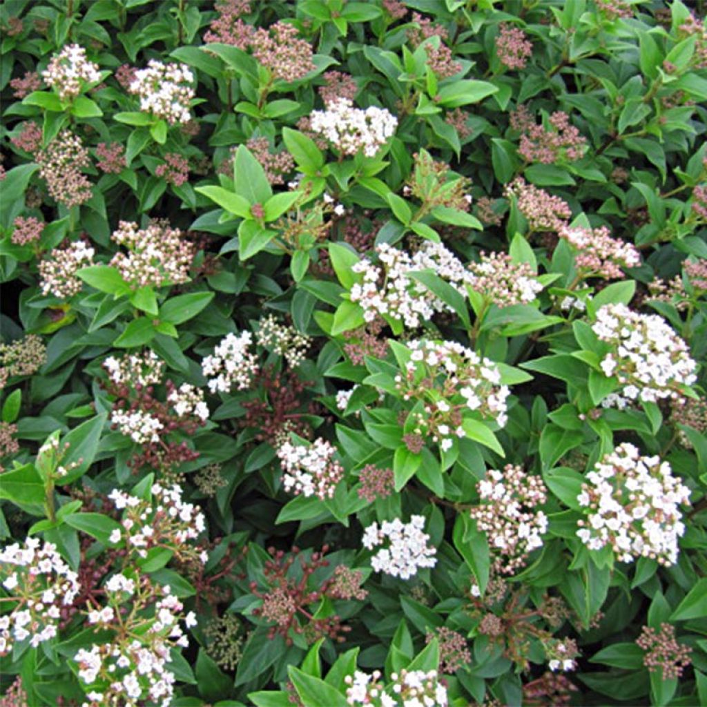 Viorne, Laurier Tin - Viburnum tinus Eve Price