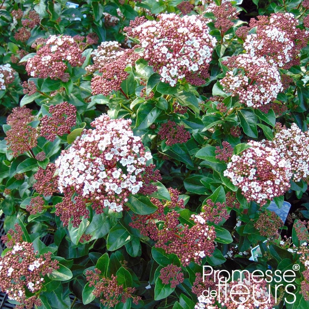 Viorne tin, Laurier tin - Viburnum tinus Gwenlian