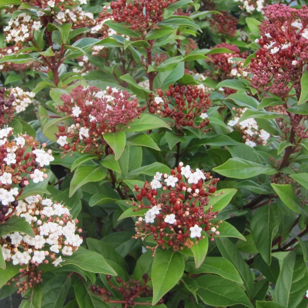 Viburnum tinus Lisarose - Laurier-tin rose