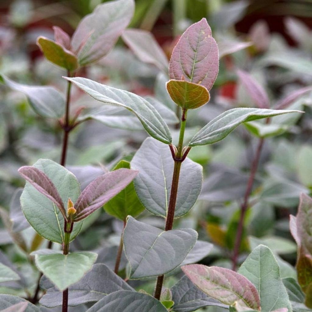 Viburnum tinus Purpureum - Viorne tin, Laurier tin 