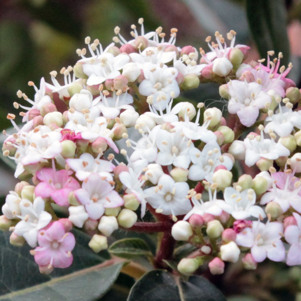 Viorne, Laurier Tin - Viburnum tinus Spirit