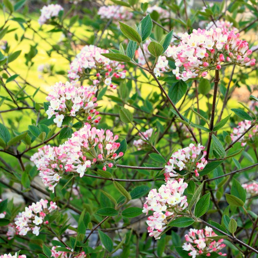 Viorne du Burkwood - Viburnum x burkwoodii Mohawk