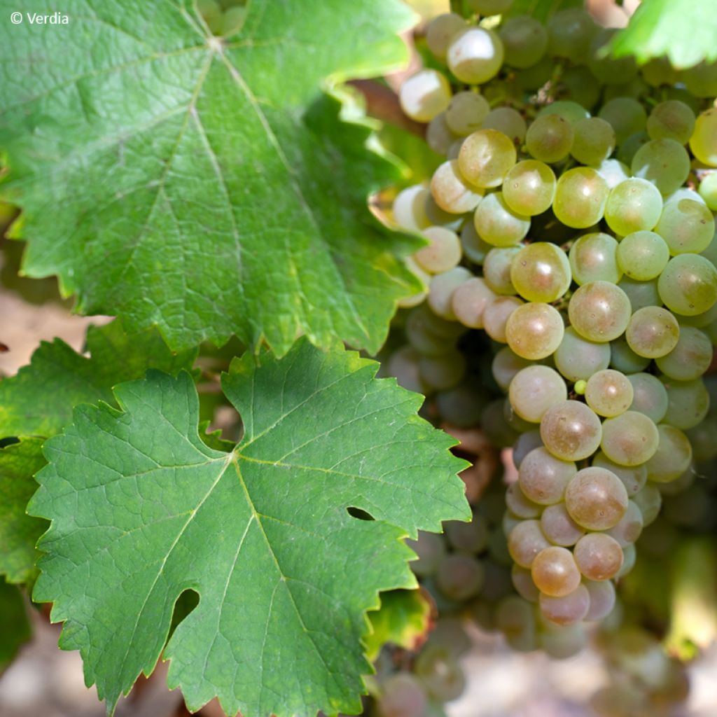 Vitis Nathy-Sauvignac Vign'Happy Fruitality - Vite