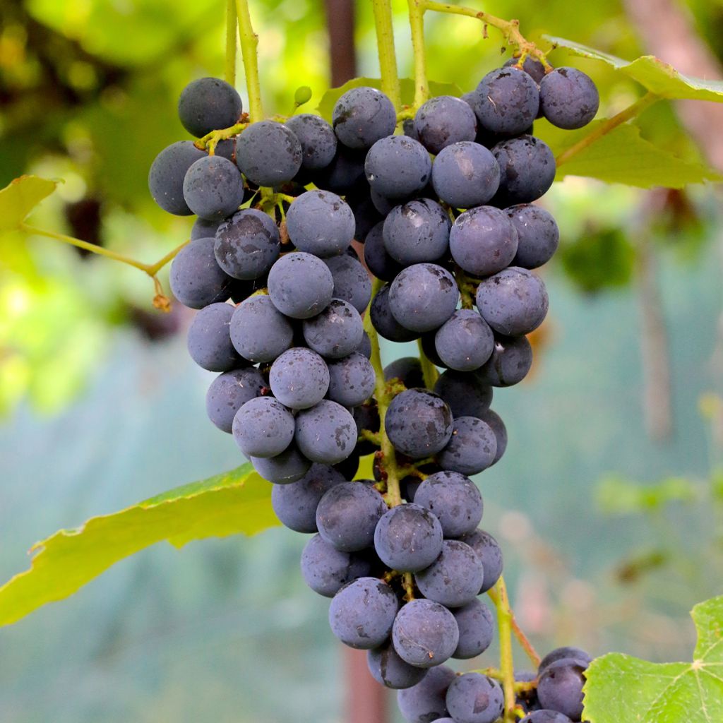 Vigne - Vitis vinifera Muscat Rouge De Madere