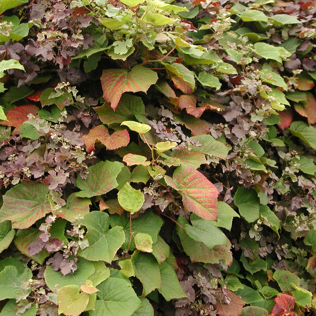 Vigne d'ornement - Vitis coignetiae Sunning Dale livré en hauteur 80/120 cm en pot de 3l/4l