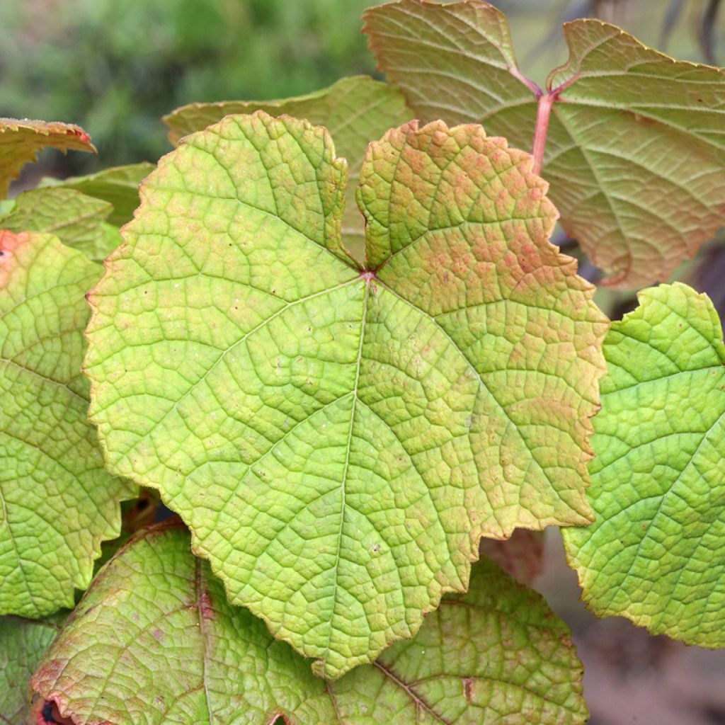 Vitis riparia