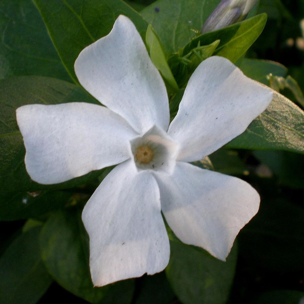 Vinca difformis - Pervinca ovata