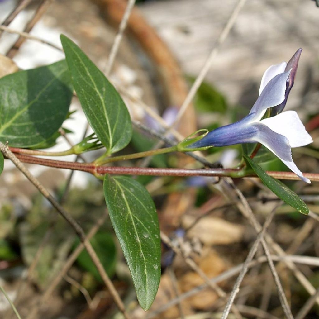 Vinca difformis - Pervinca ovata