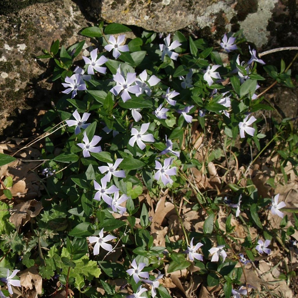 Vinca difformis - Pervinca ovata