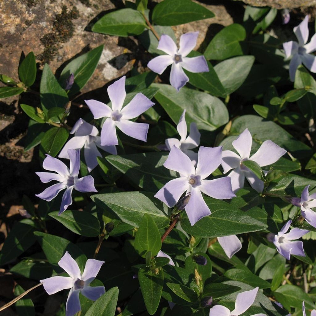 Vinca difformis - Pervinca ovata