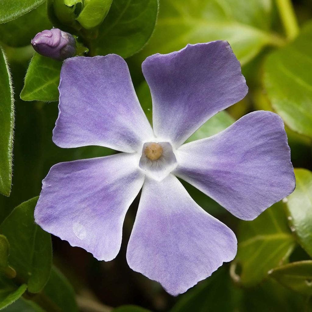 Vinca major - Pervinca maggiore