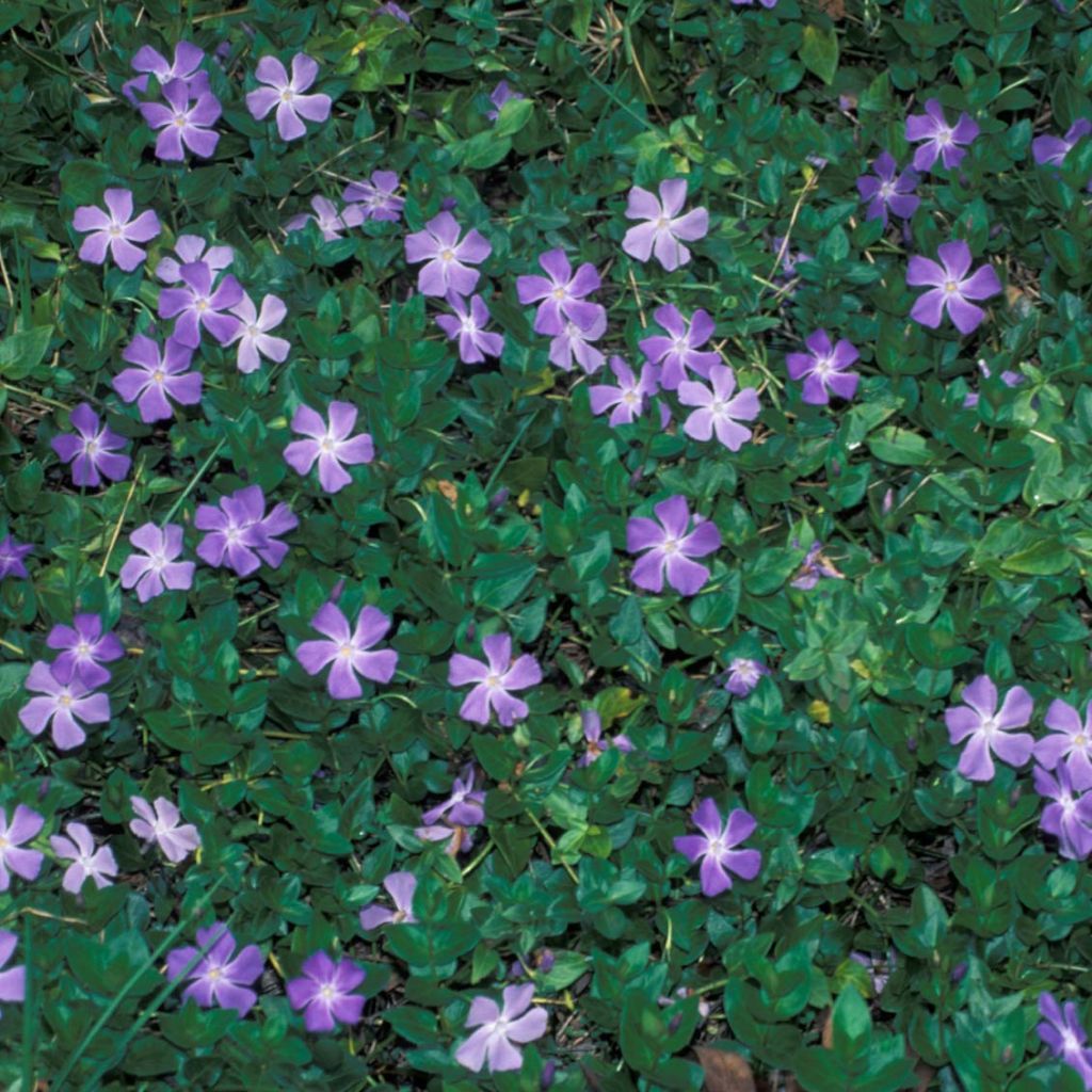 Vinca major - Pervinca maggiore