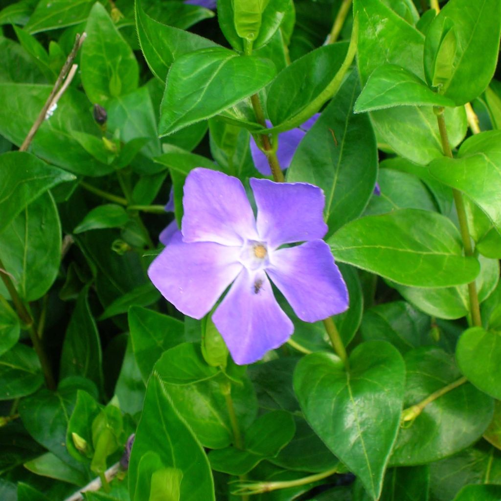 Vinca major - Pervinca maggiore