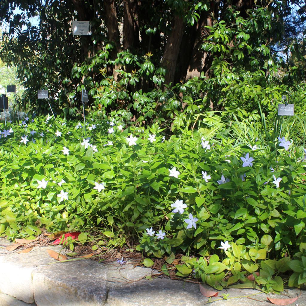 Vinca major - Pervinca maggiore