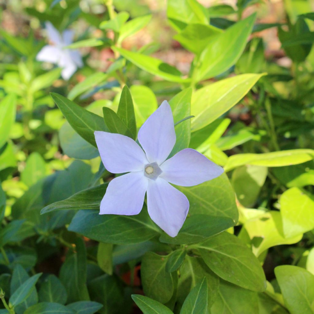 Vinca major - Pervinca maggiore