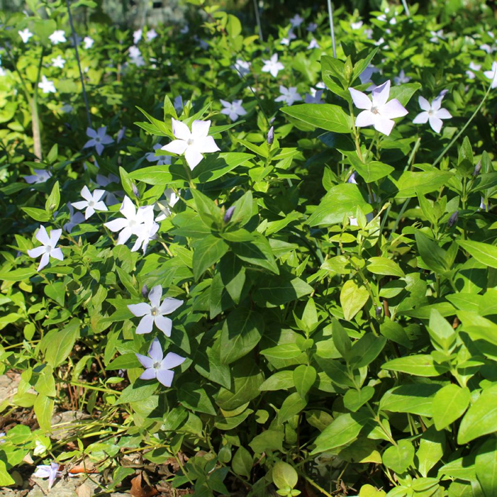 Vinca major - Pervinca maggiore