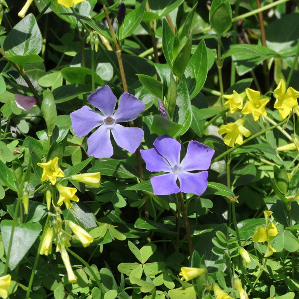 Vinca major - Pervinca maggiore