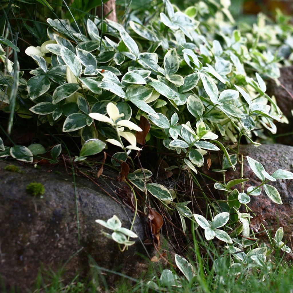 Vinca minor Argenteovariegata - Pervinca minore