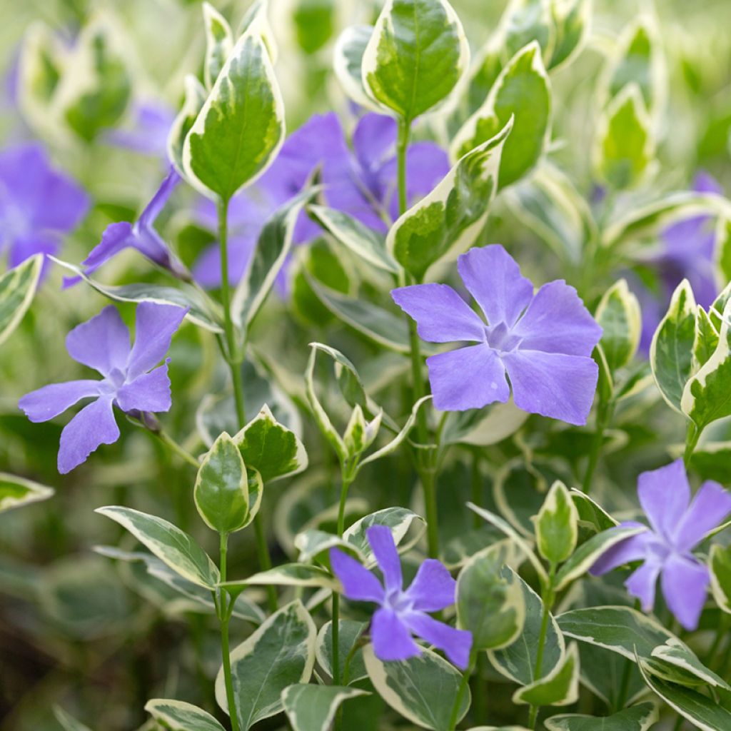 Vinca minor Argenteovariegata - Pervinca minore