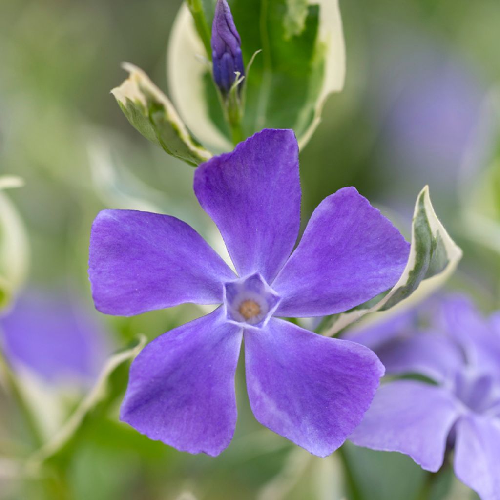 Vinca minor Argenteovariegata - Pervinca minore