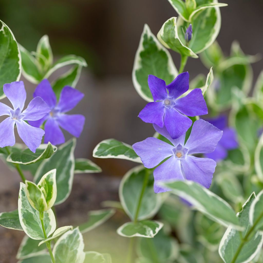 Vinca minor Argenteovariegata - Pervinca minore