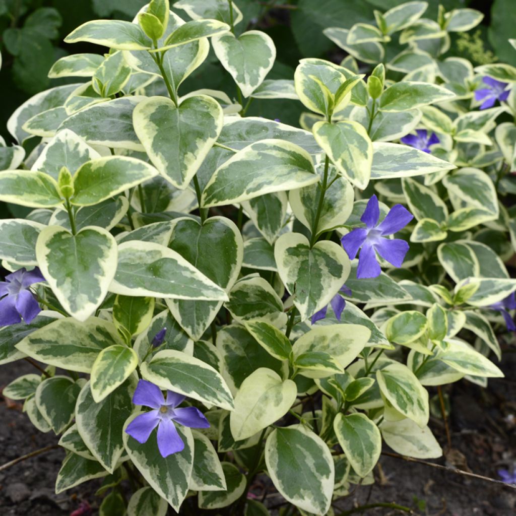 Vinca minor Argenteovariegata - Pervinca minore