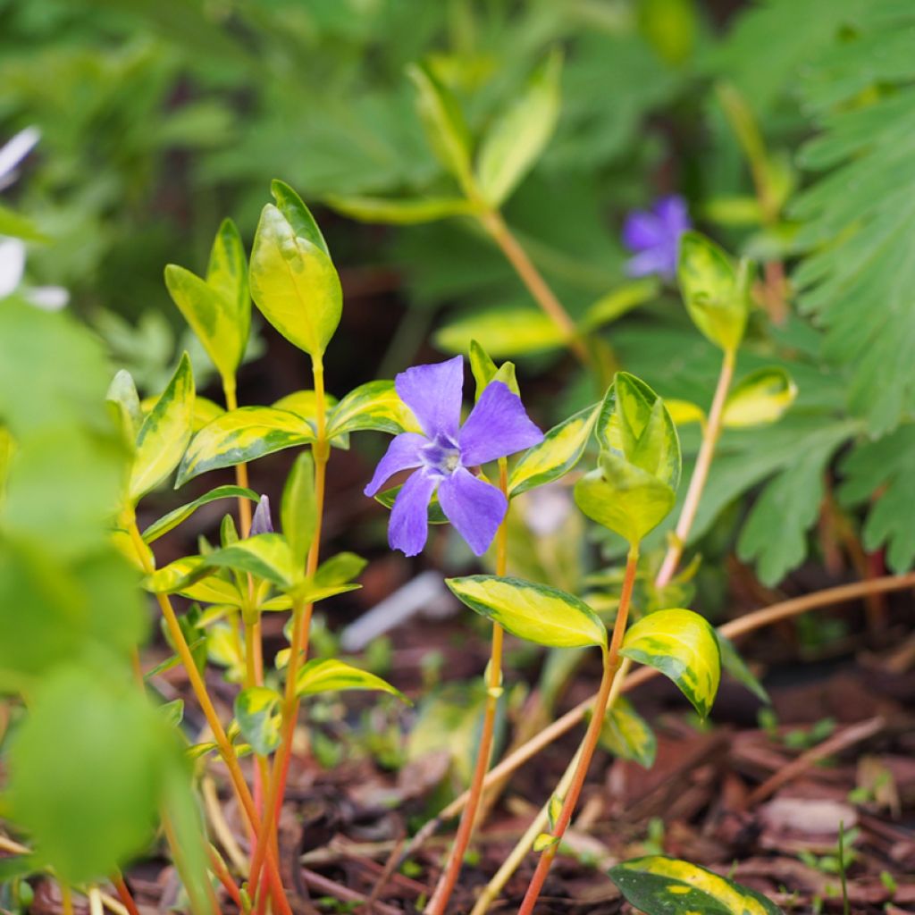 Vinca minor Illumination - Pervinca minore