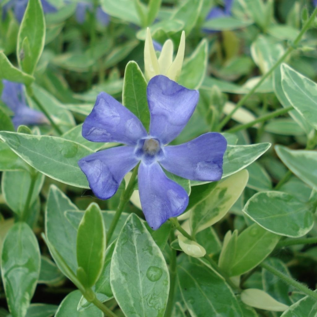 Vinca minor Ralph Shugert - Pervinca minore