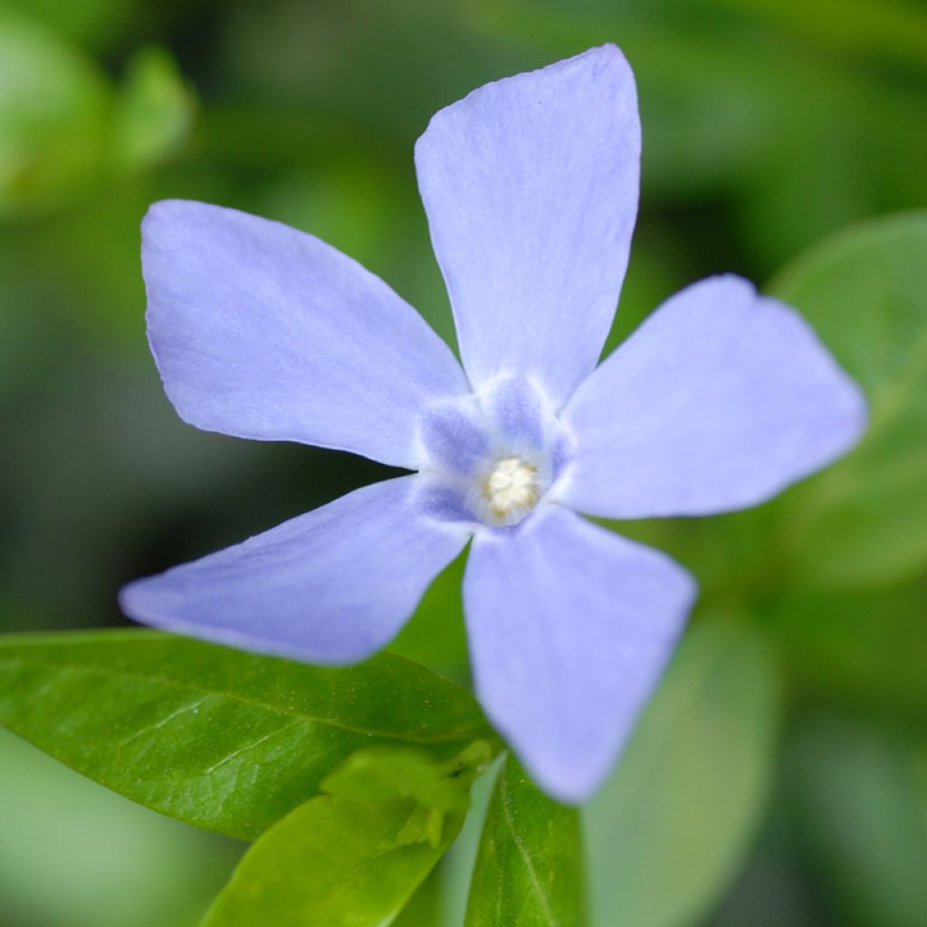 Vinca minor Valentin - Pervinca minore