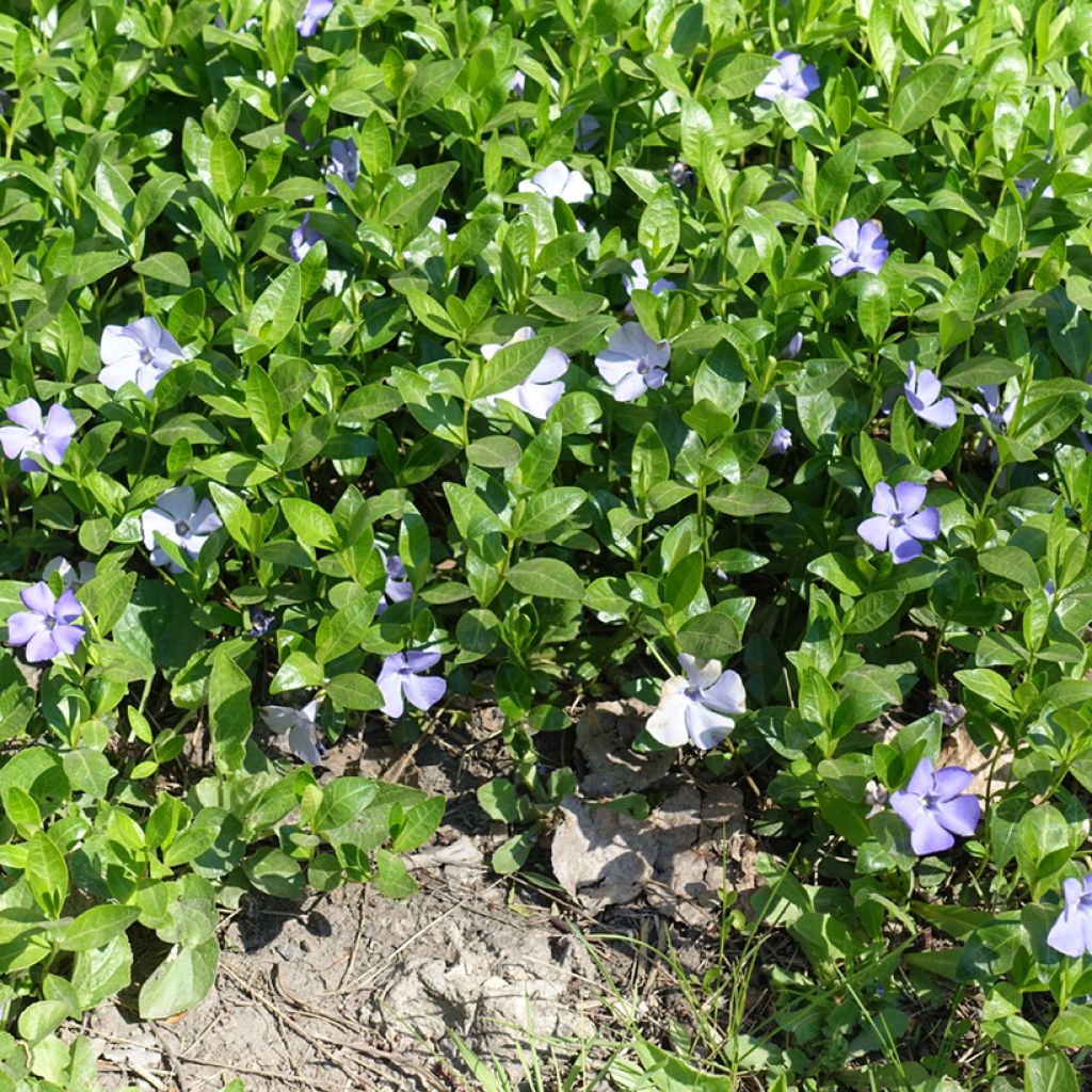 Vinca minor Valentin - Pervinca minore