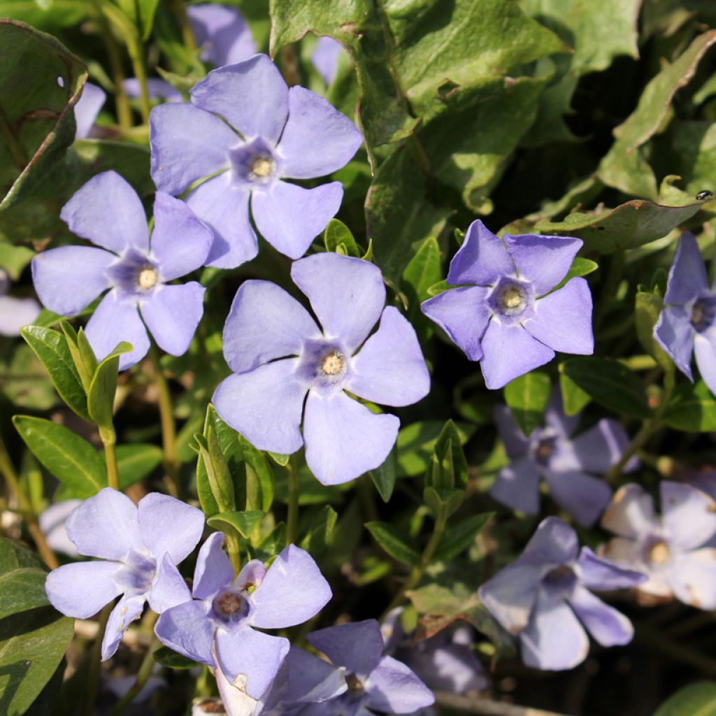 Vinca minor Valentin - Pervinca minore