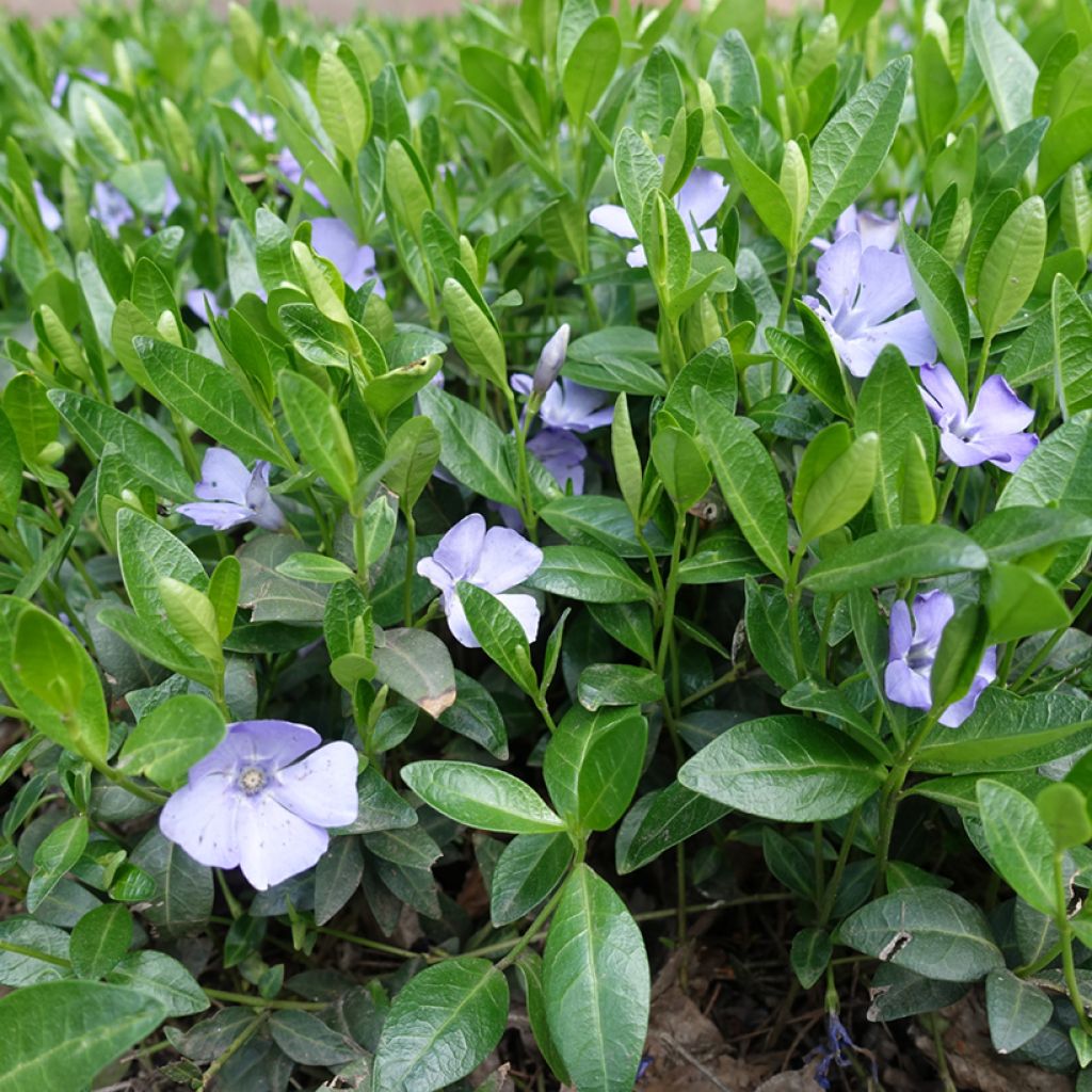 Vinca minor Valentin - Pervinca minore