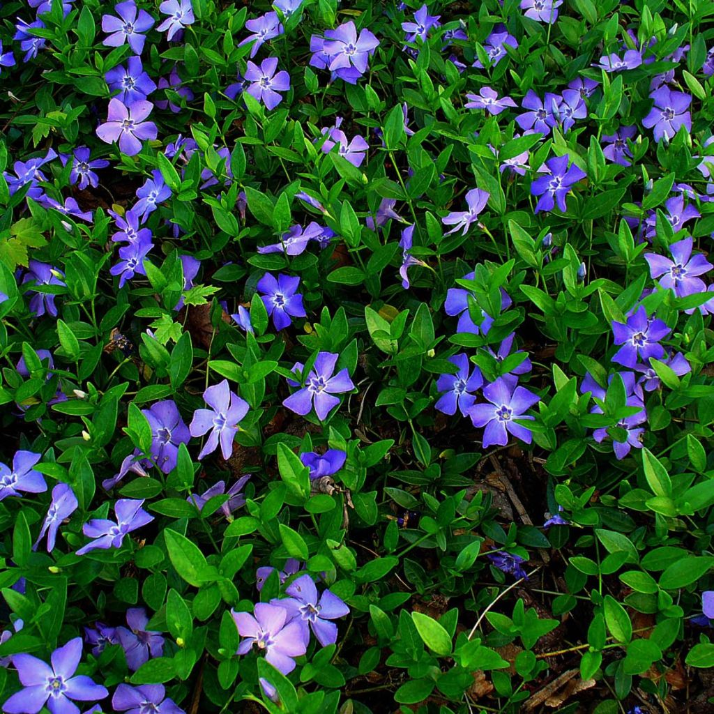 Vinca minor- Petite pervenche