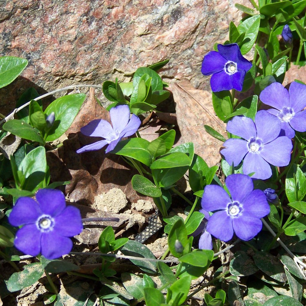 Vinca minor- Petite pervenche