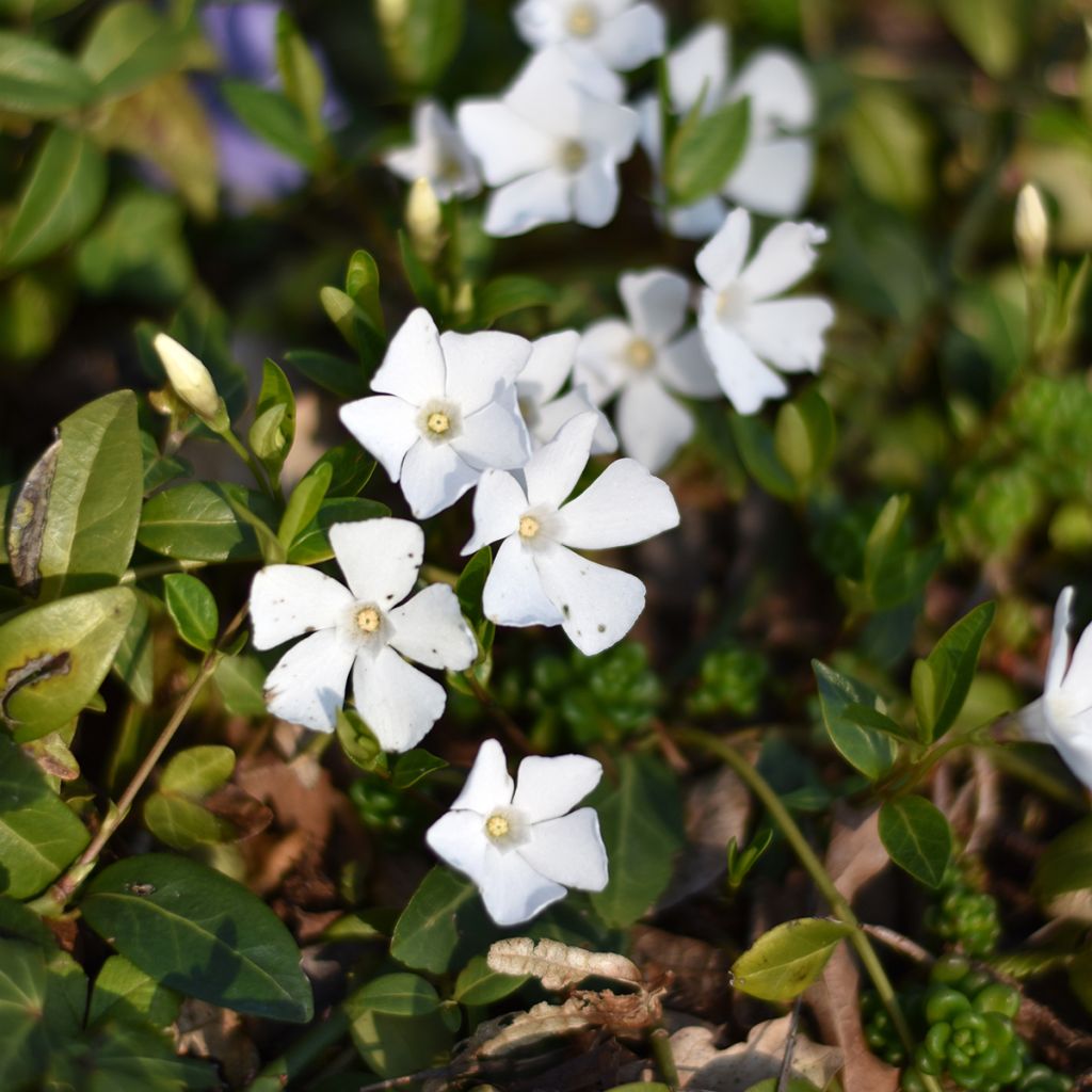 Vinca minor Alba - Pervinca minore