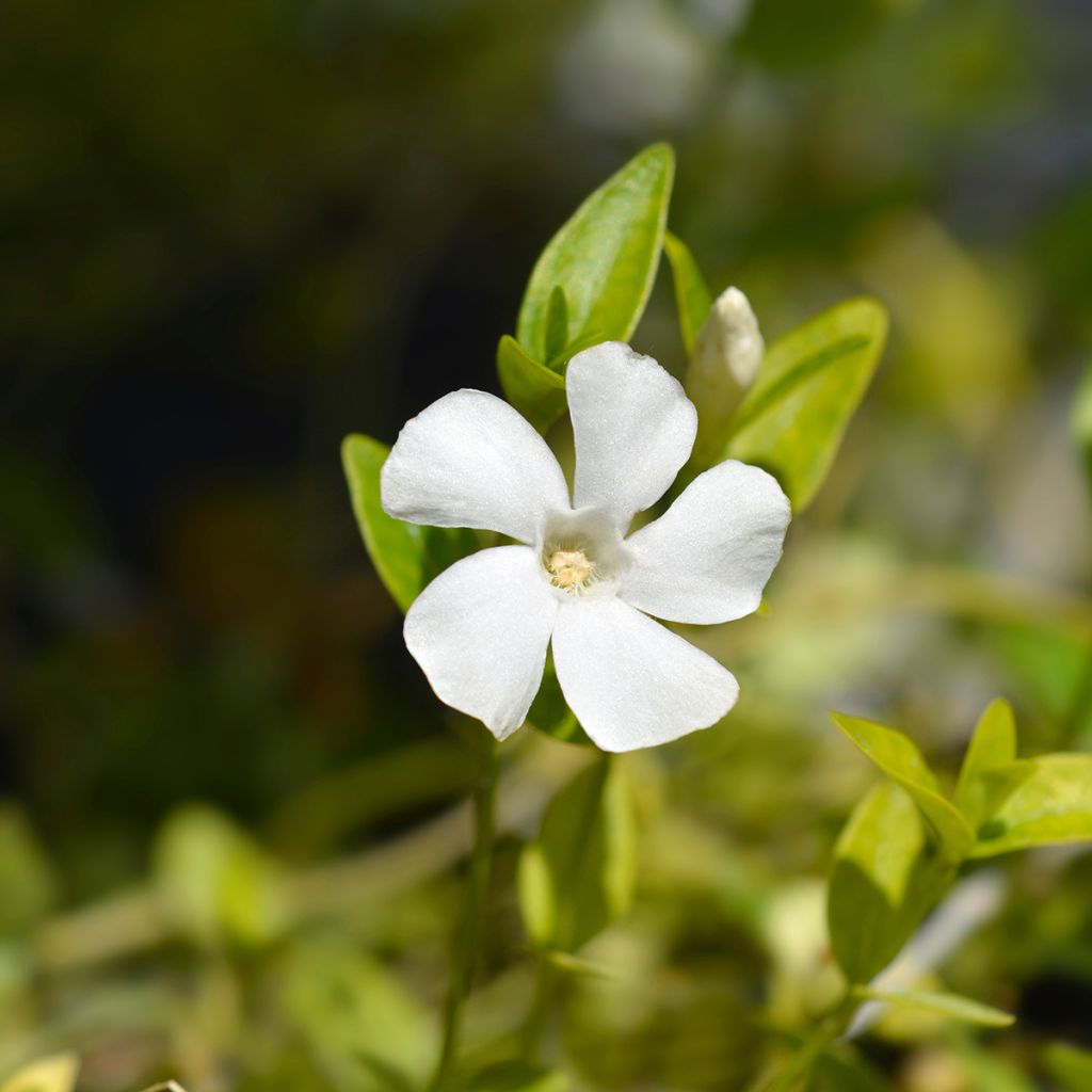 Vinca minor Alba - Pervinca minore