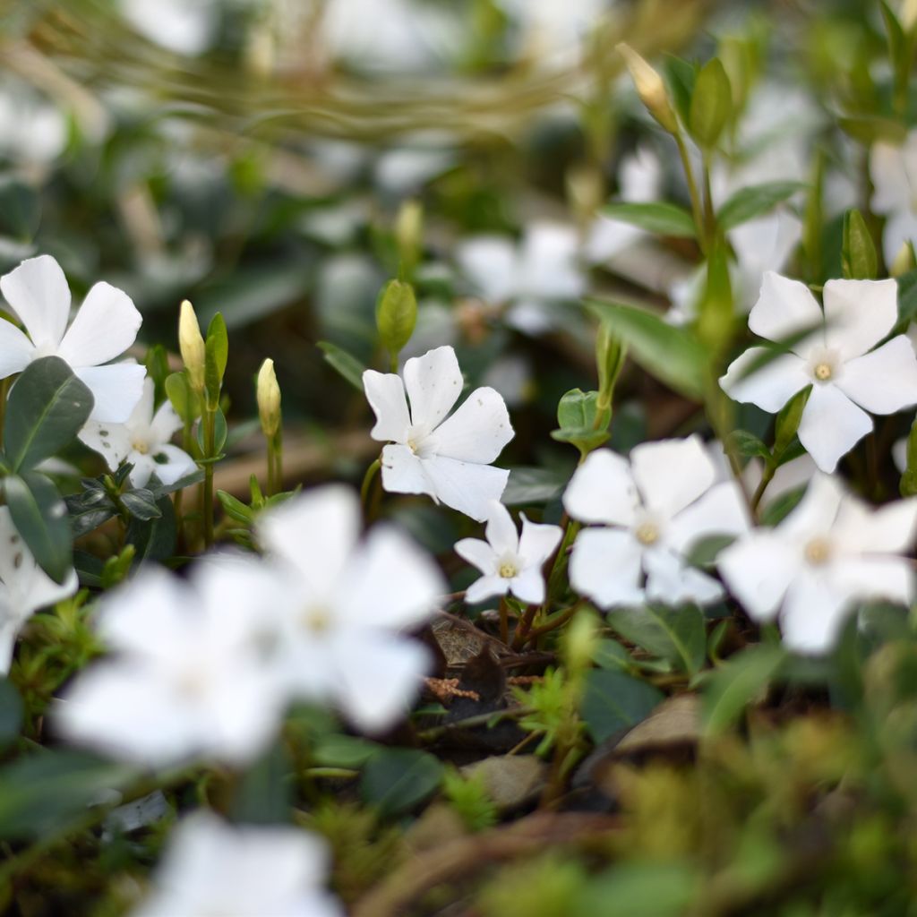 Vinca minor Alba - Pervinca minore