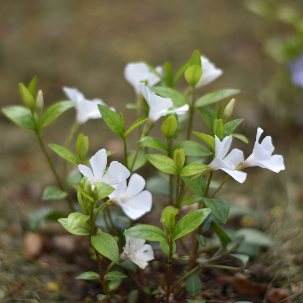 Vinca minor Alba - Pervinca minore